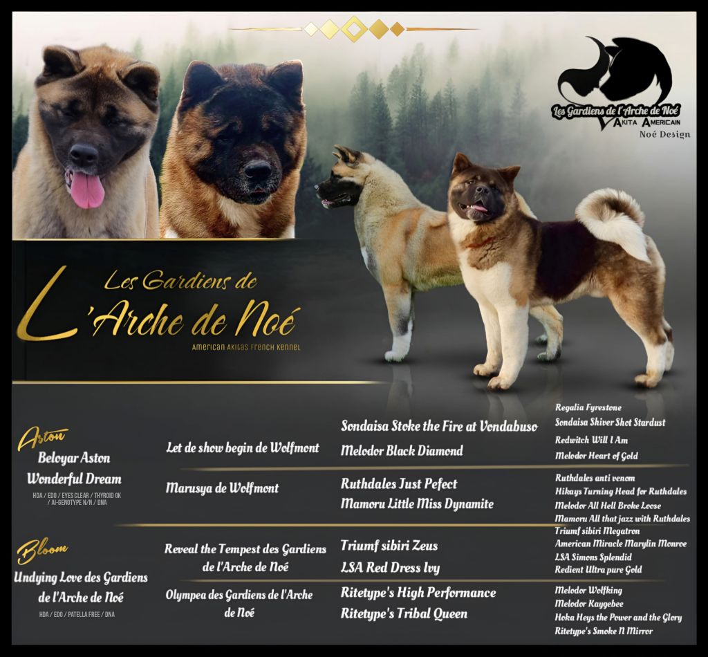 chiot Akita americain Des Gardiens De L'arche De Noé