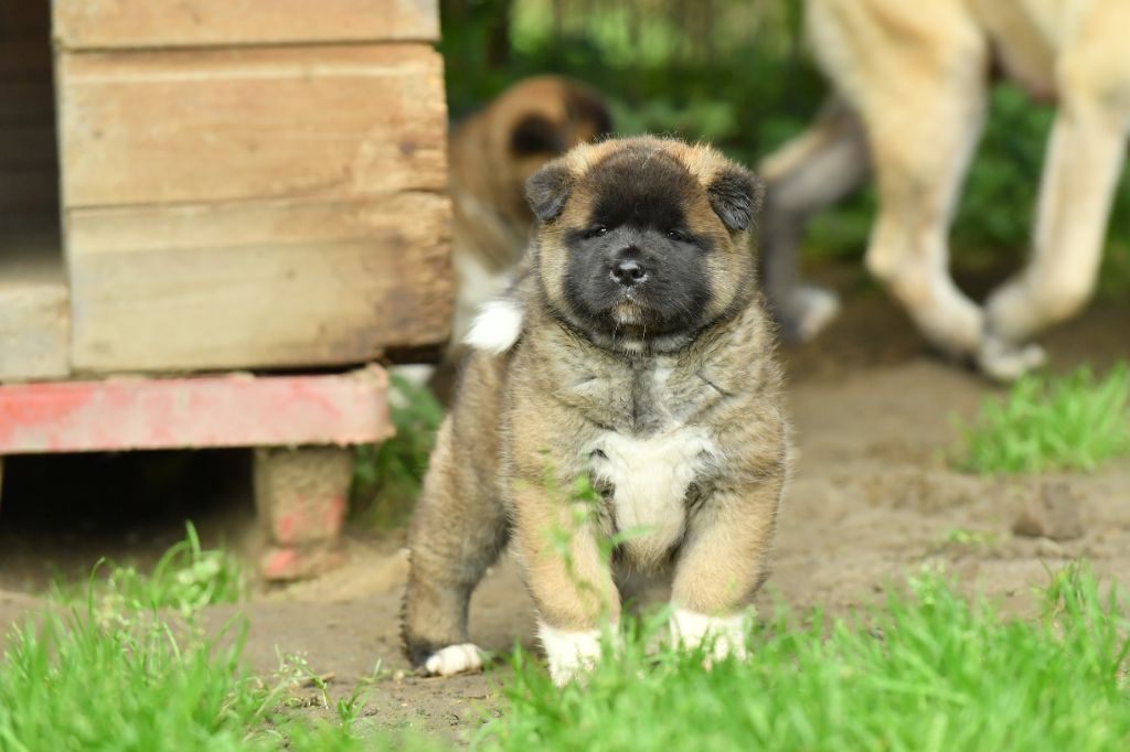 Des Gardiens De L'arche De Noé - Chiot disponible  - Akita americain