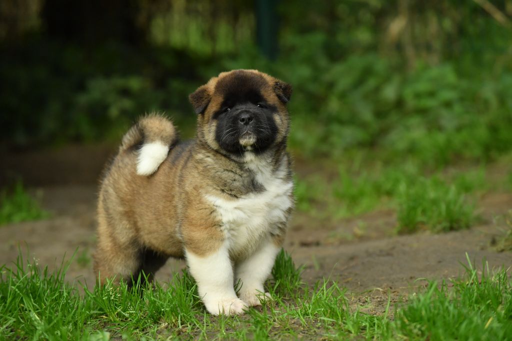 Des Gardiens De L'arche De Noé - Chiot disponible  - Akita americain