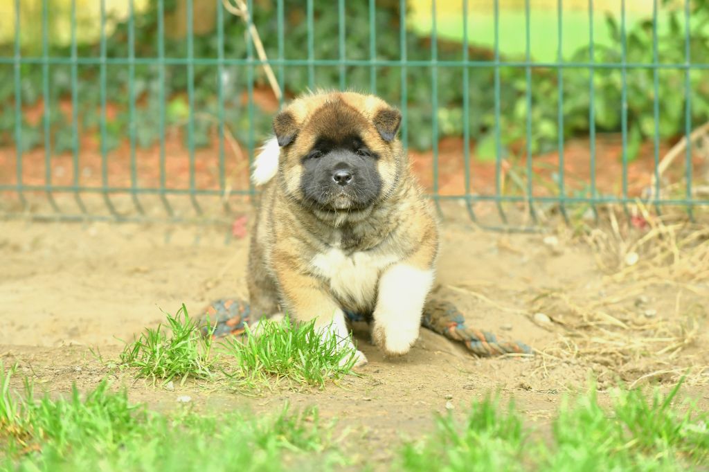 Des Gardiens De L'arche De Noé - Chiot disponible  - Akita americain