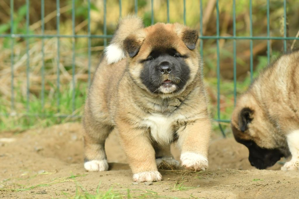 Des Gardiens De L'arche De Noé - Chiot disponible  - Akita americain