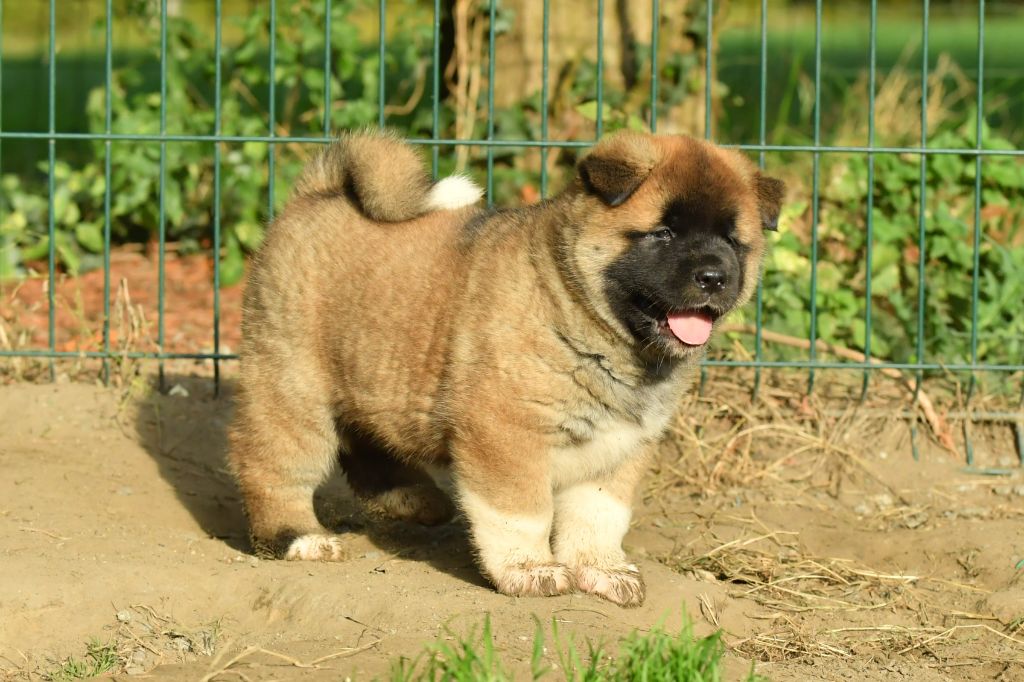 Des Gardiens De L'arche De Noé - Chiot disponible  - Akita americain