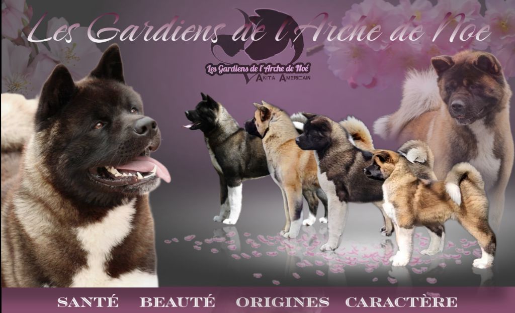 Elevage Des Gardiens De L arche De No eleveur de chiens Akita