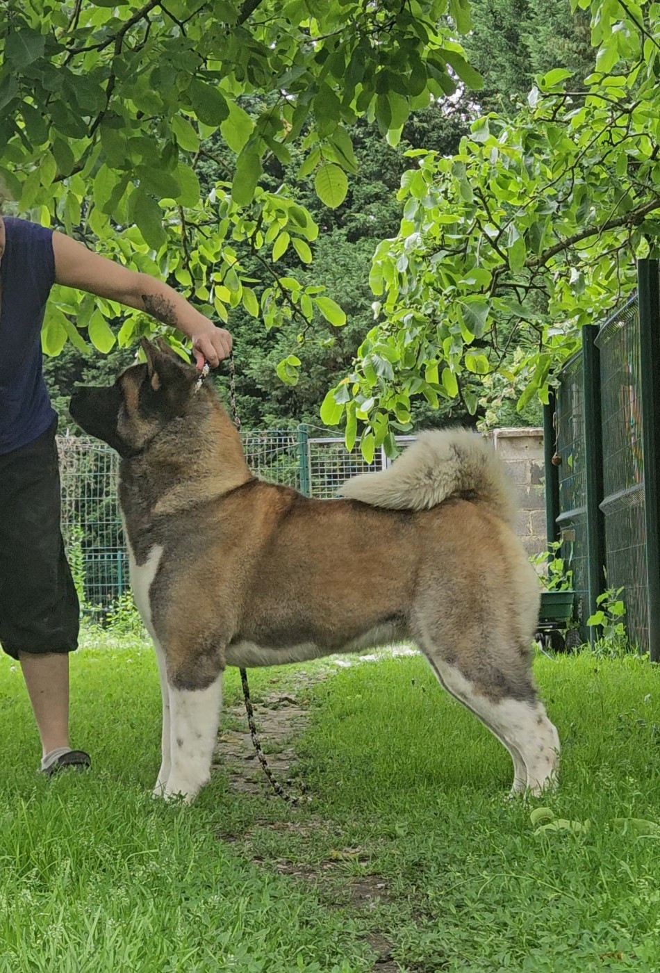 CH. greatroyal Fall in love with me