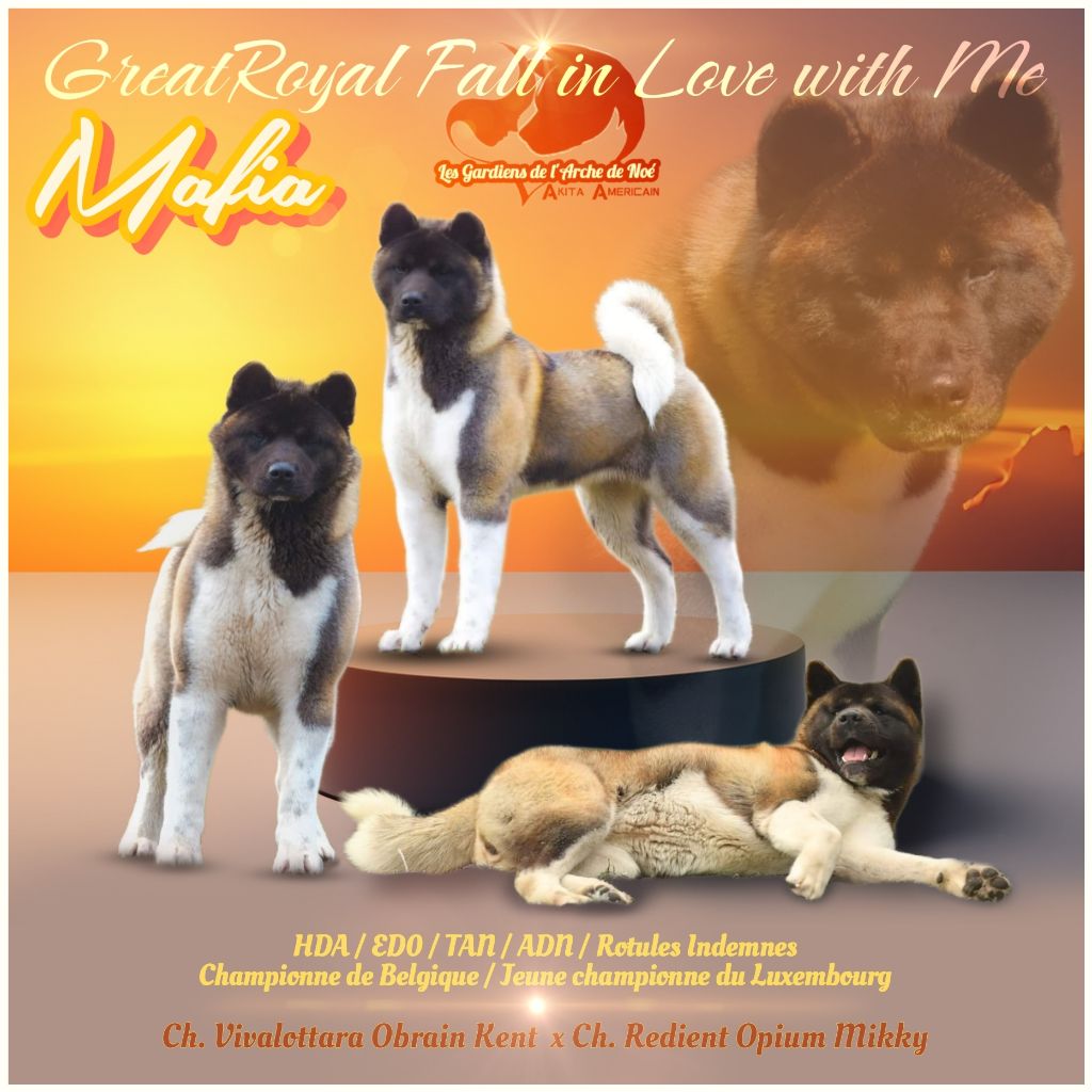 CH. greatroyal Fall in love with me