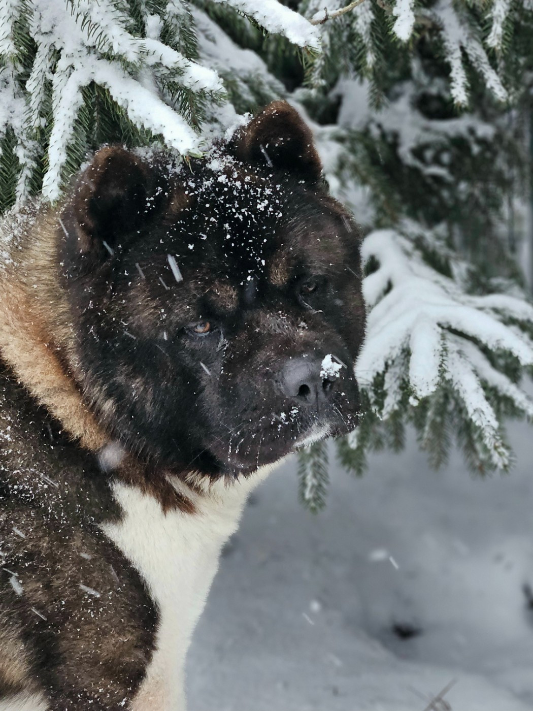 Under fire Des Gardiens De L'arche De Noé