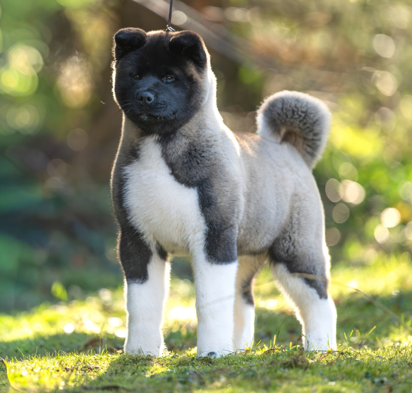 Addicted to you Des Gardiens De L'arche De Noé