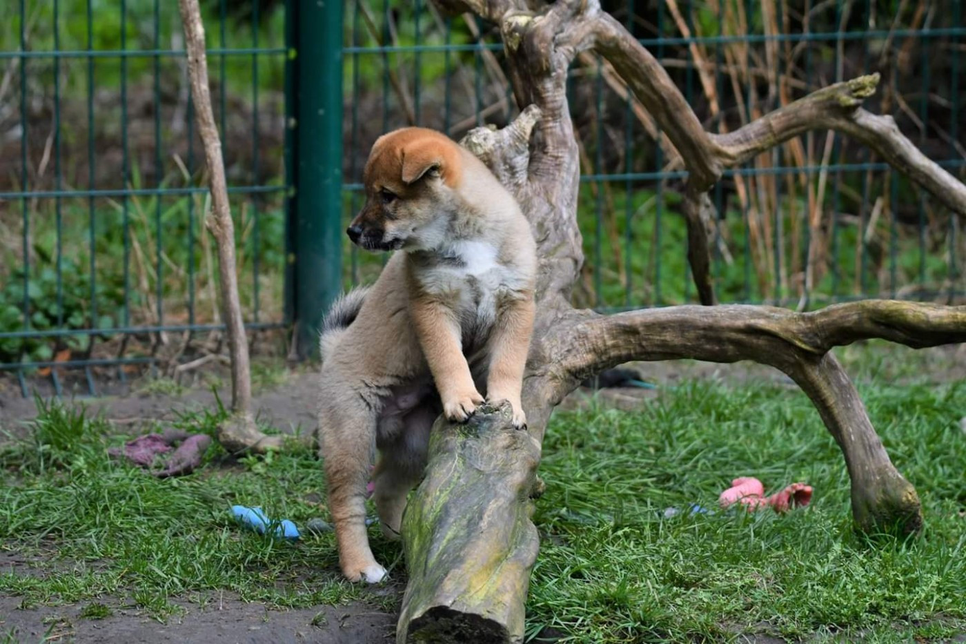 Réservations ouvertes pour la prochaine portée