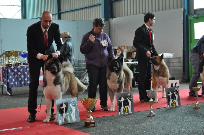 Des Gardiens De L'arche De Noé - le papa de mes chiots champion de France !