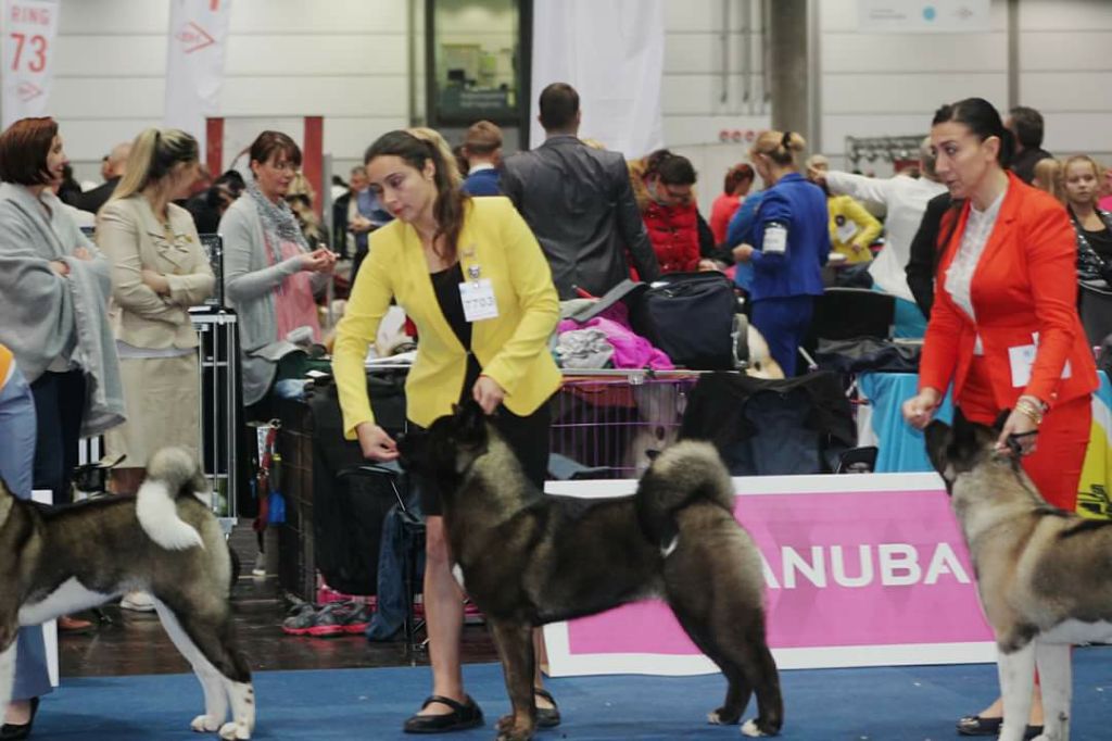 Des Gardiens De L'arche De Noé - Dakota vice championne du monde puppy !!!!