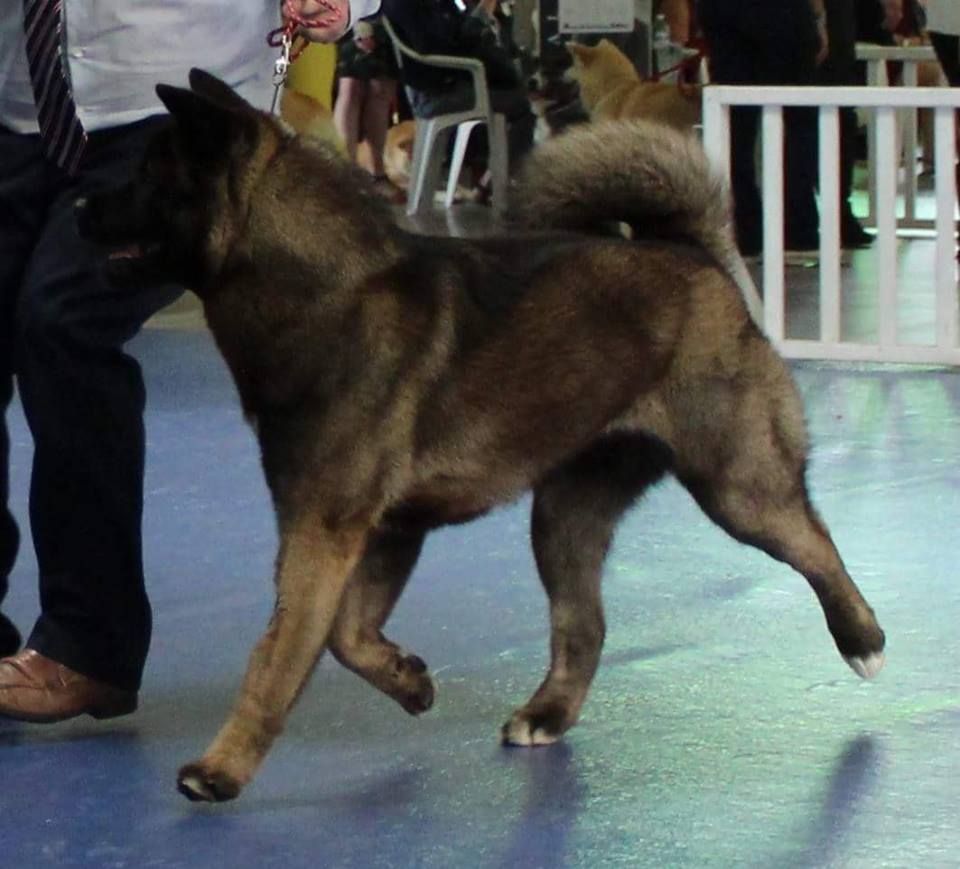 Des Gardiens De L'arche De Noé - Dakota Championne de France!!!