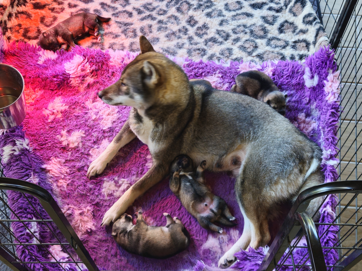 Chiot Shikoku Des Gardiens De L'arche De Noé
