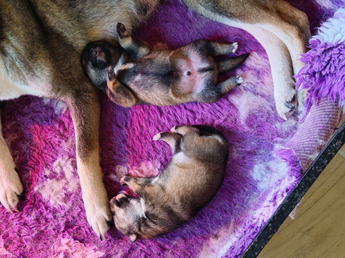 Des Gardiens De L'arche De Noé - Chiots disponibles - Shikoku