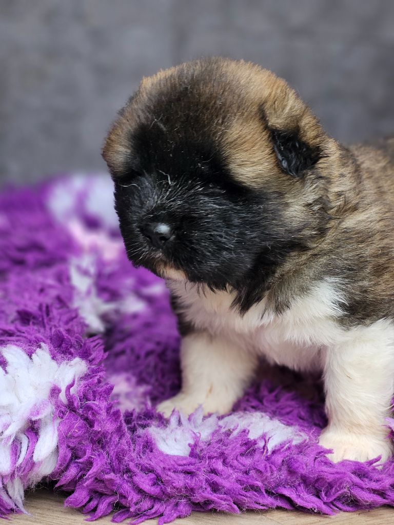 Des Gardiens De L'arche De Noé - Chiots disponibles - Akita americain