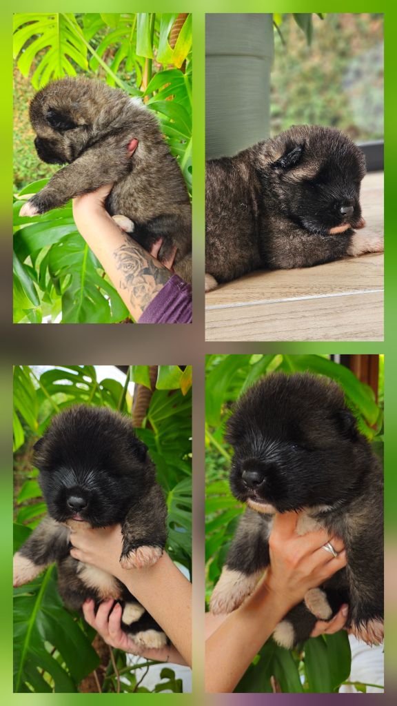 Des Gardiens De L'arche De Noé - Chiots disponibles - Akita americain