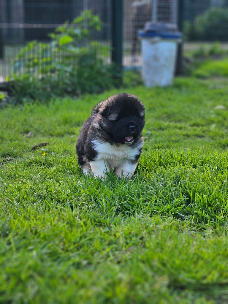 Des Gardiens De L'arche De Noé - Chiots disponibles - Akita americain
