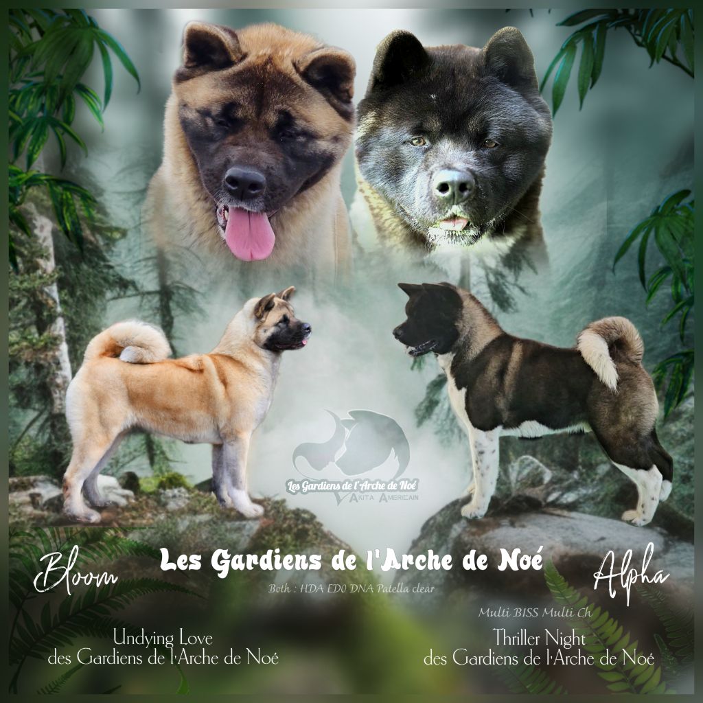 Chiot Akita americain Des Gardiens De L'arche De Noé