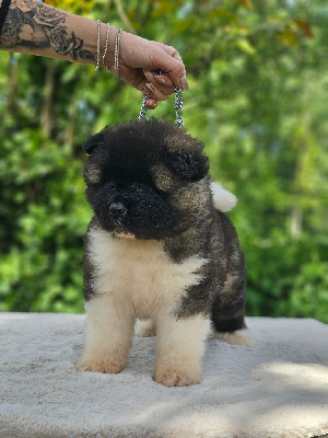 Anakin