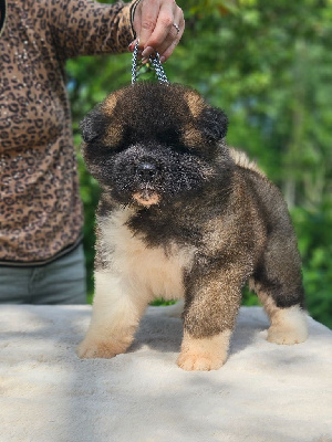 Arya