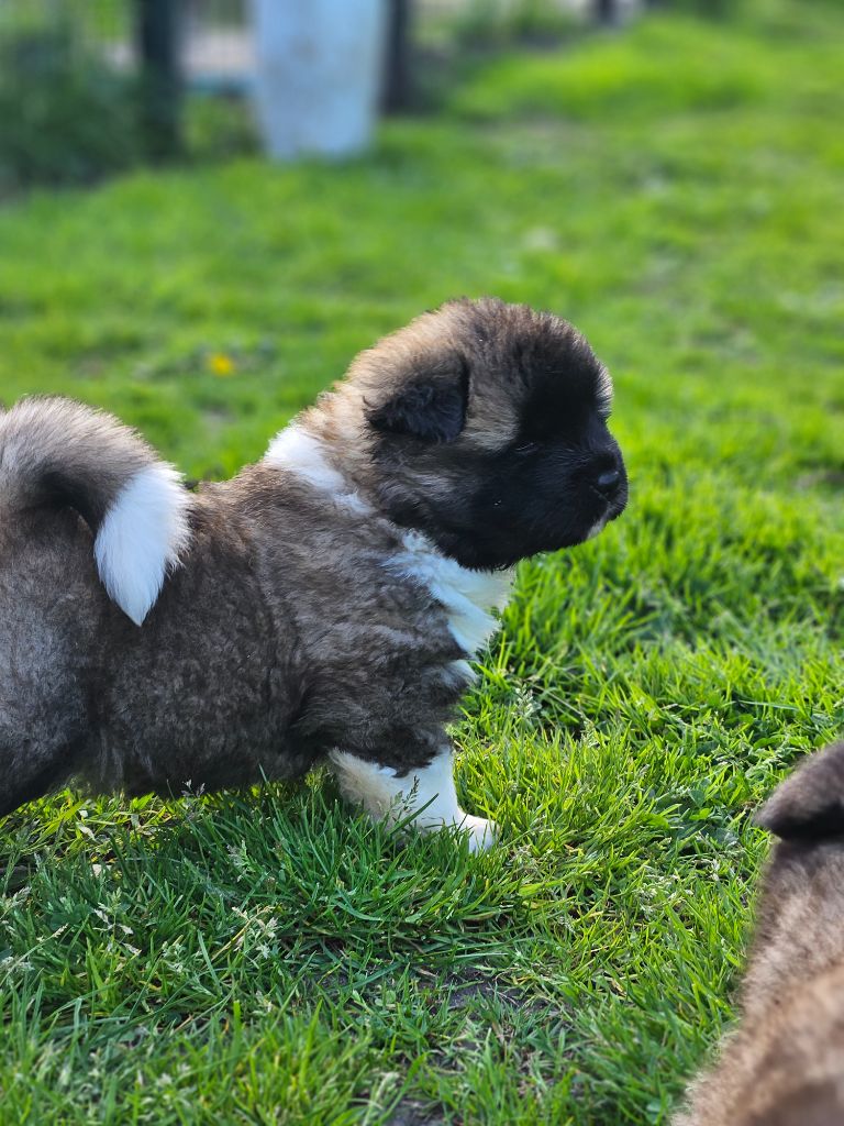 Des Gardiens De L'arche De Noé - Chiots disponibles - Akita americain