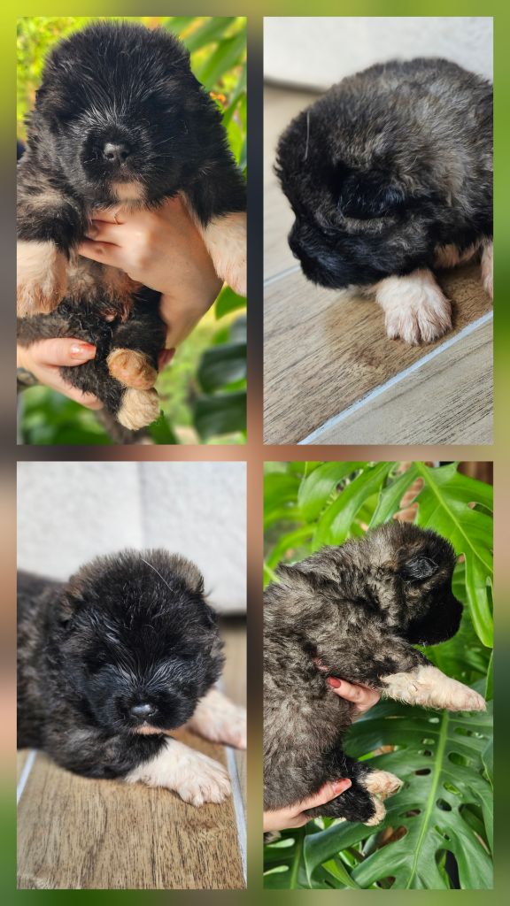 Des Gardiens De L'arche De Noé - Chiots disponibles - Akita americain