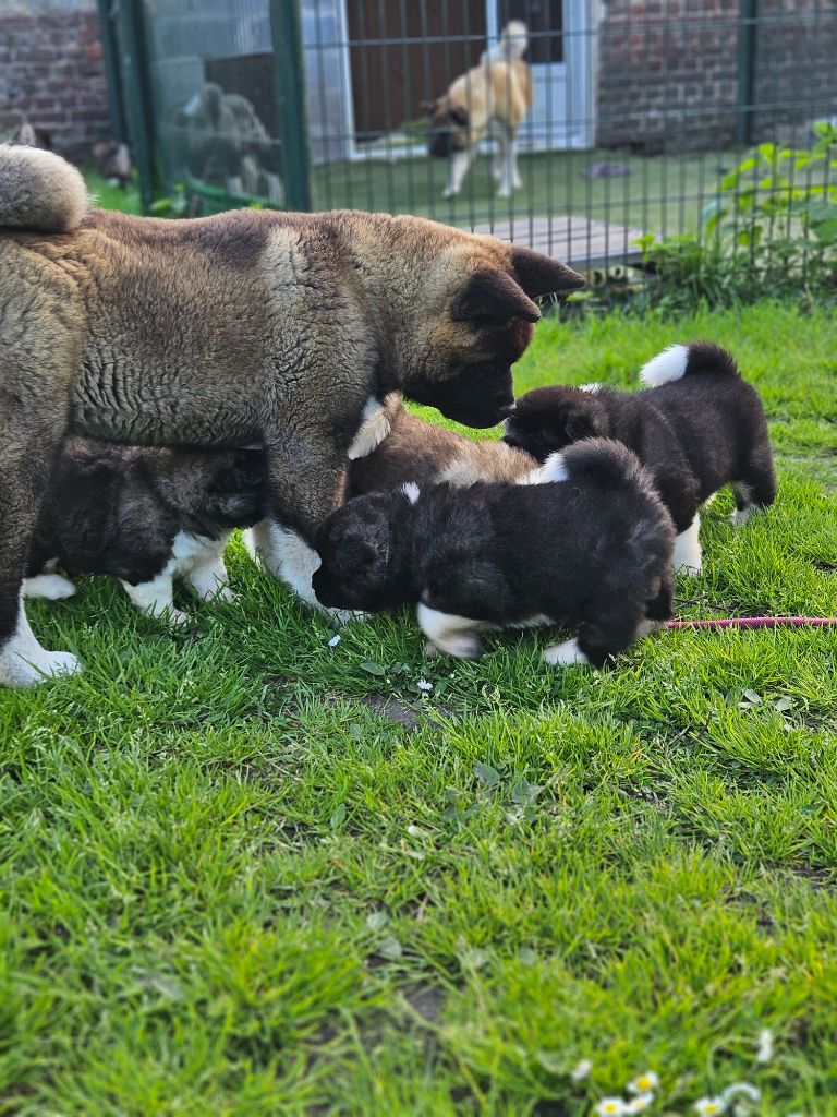 Chiot Akita americain Des Gardiens De L'arche De Noé